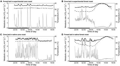 Limited Physiological Compensation in Response to an Acute Microclimate Change in a Malagasy Bat